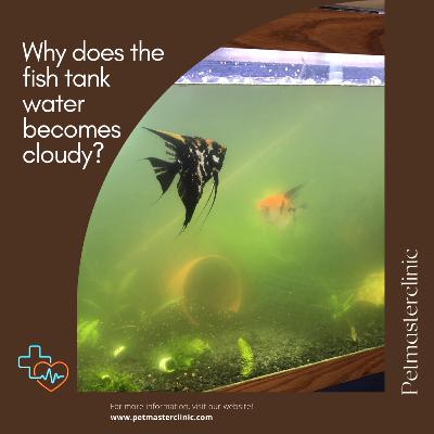 Why does the fish tank water becomes cloudy?