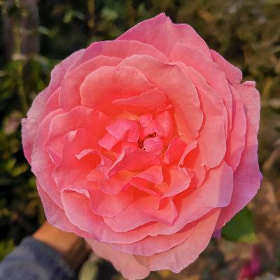 Reflexión: Más sobre el amor Reflexión: Más sobre el amor