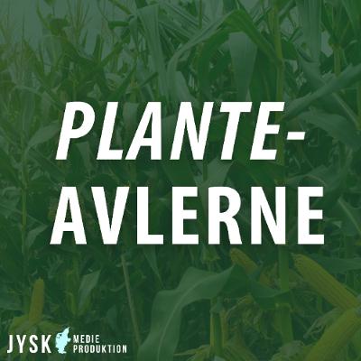 Planteavlerne 2025 - E42: Kartoffelferie, rapsråd og status fra marken