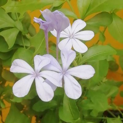 Tu vida, tus pensamientos