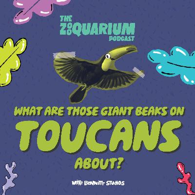 What Are Those Giant Beaks on Toucans About?