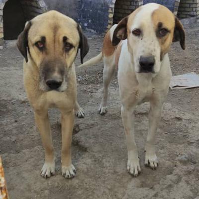 ایا سگ‌ها مزاحم حیات وحش هستند؟