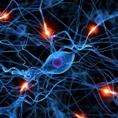 Nueva Teoría sobre Cómo Funciona el Cerebro Humano