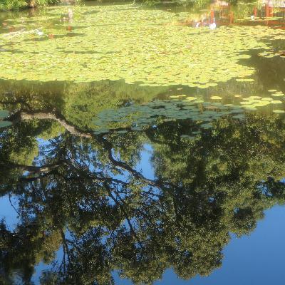 Episode 3: Cancer Season & New Moon Energy Reading Episode 3: Cancer Season & New Moon Energy Reading