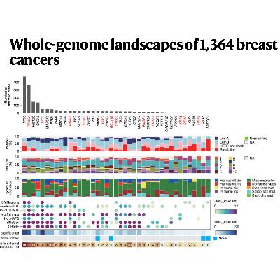 333-1,364例乳腺癌全基因组景观