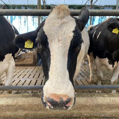Dairy and Trump: The Art of The Veal
