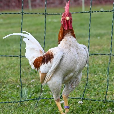 Altenglische Zwerg-Kämpfer und Zwerg-Malaien - Rasseportrait #7