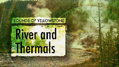 Bridge Near Monument Geyser Basin Trailhead — Sounds of Yellowstone (ASMR, Sleep, Concentration)