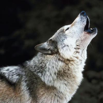 Conte d'un loup qu'on écoute jamais
