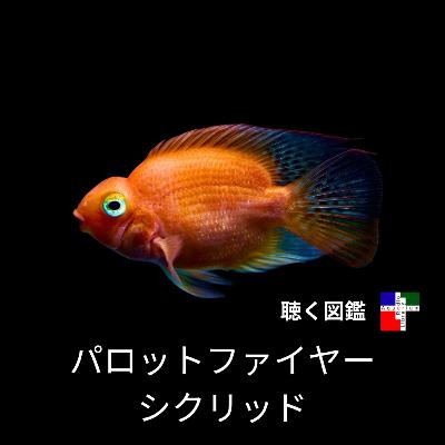 パロットファイヤーの真実:人気ペットの裏に隠された、倫理と奇形の物語 パロットファイヤーの真実:人気ペットの裏に隠された、倫理と奇形の物語