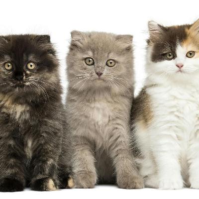 Meow and Chow 20 Let Your Kitty Run Free