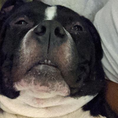 Follow up notes and King a very good boi Follow up notes and King a very good boi