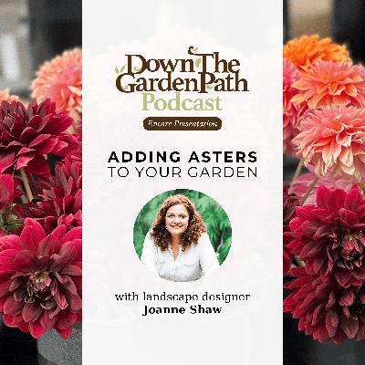 Adding Asters to Your Garden Adding Asters to Your Garden