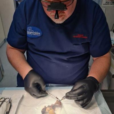 E14 : Steve Smith : Championing British Wildlife with Tiggywinkles Animal Hospital E14 : Steve Smith : Championing British Wildlife with Tiggywinkles Animal Hospital