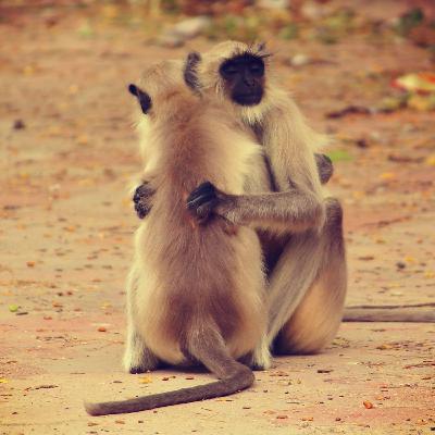 Høflighet og andre kulturforskjeller