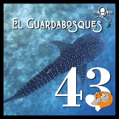 Ep. 43 | El tiburón ballena Ep. 43 | El tiburón ballena