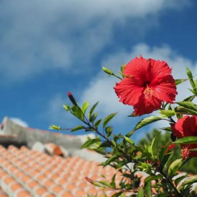 【解説】イチからわかる「宿泊税」、目的は？金額は？なぜ沖縄県民からもとるの？ #791