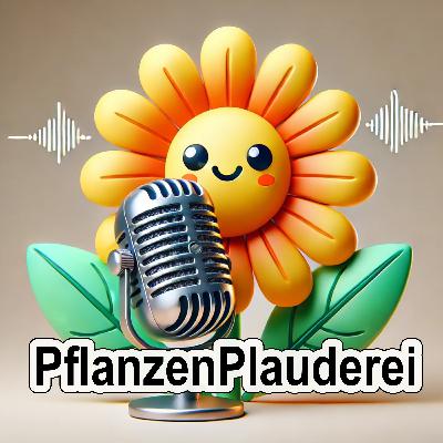 Silber Baum, der funkelnde Edelbaum aus Südafrika!