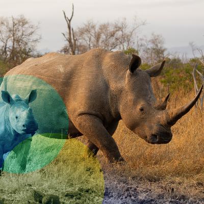 Kostbar oder köstlich - wie schützen wir bedrohte Tiere? Kostbar oder köstlich - wie schützen wir bedrohte Tiere?