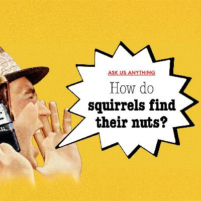 How do squirrels find their buried nuts in winter?