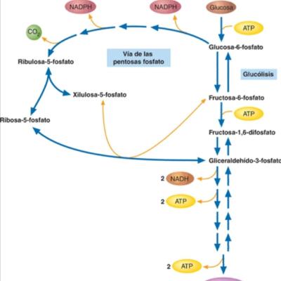 Importancia del metabolismo de carbohidratos en los procesos biotecnológicos.