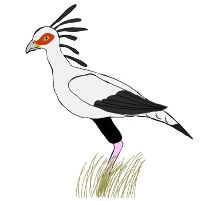 Ep5 sunny secretary birds