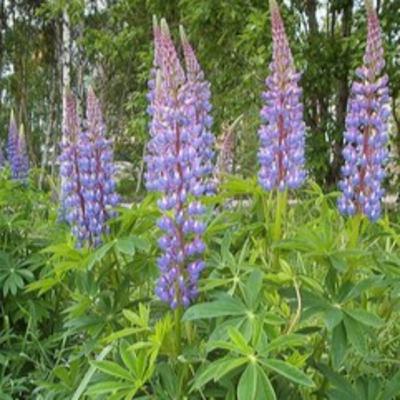 #第1306回 誕生花『ルビナス』2025年11月2日（日）OA（WBS和歌山放送／出演：高岡伸夫、木村恵子）