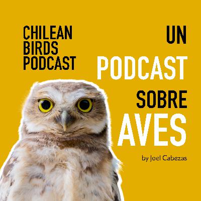 S2E5- Entonces...¿Qué son los pájaros?