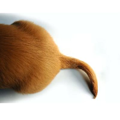 動物にはなぜ尻尾があるのですか？