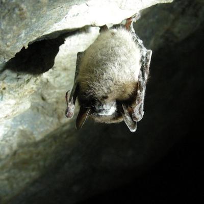 Little Brown Bats & White Nose Fungus by Nora Tjossem