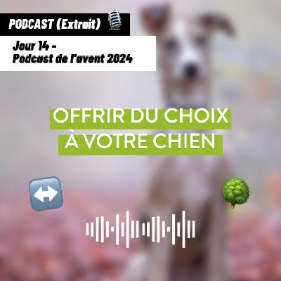 JOUR 14 - Offrir du choix à votre chien [Podcast de l'avent 🎄]