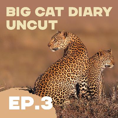 EPISODE 03: Big Cat Diary Uncut – '2000: The Rise and Fall of Scar & the Story of Solo the Lion Cub' EPISODE 03: Big Cat Diary Uncut – '2000: The Rise and Fall of Scar & the Story of Solo the Lion Cub'