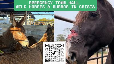 Emergency Town Hall: Help Save Wild Horses