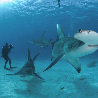 Turismo de tiburones