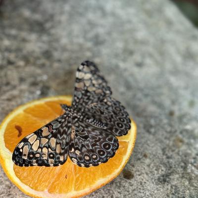 Psilocybin in yoga and breath work?