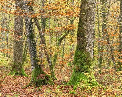 Seeking ecological asylum