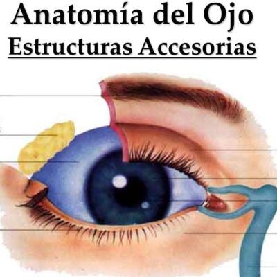 ESTRUCTURAS ANEXAS AL OJO, POR NICOL PINZON.