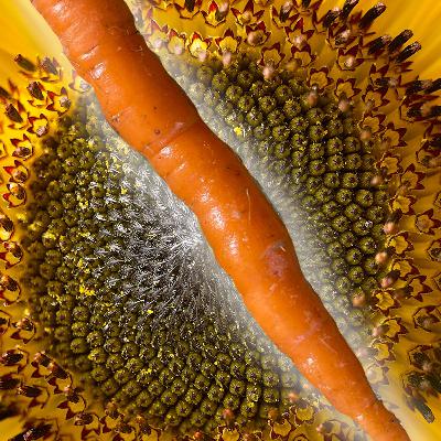 Insightful Conversations with Carrots and Sunflowers