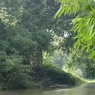 Suara Gamelan di Hutan Jati