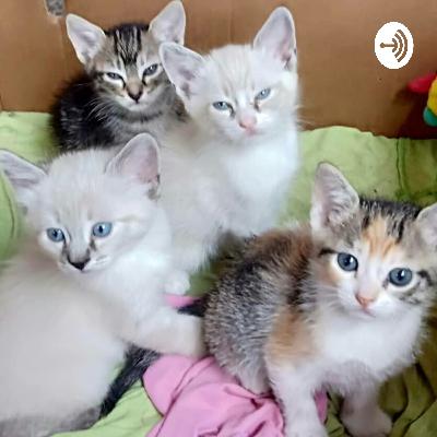 SISTEMA CIRCULATORIO, RESPIRATORIO Y EXCRETOR ( HUMANO ); Realizado por José Manuel Díaz y José Leonardo Díaz.