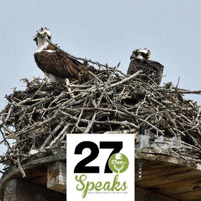 Success Story: The Return of the Ospreys