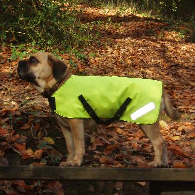 Walking your dog at night