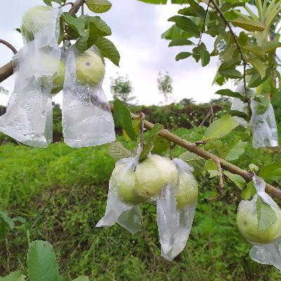 Jambu kristal
