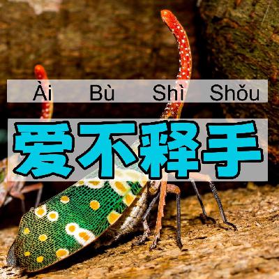 爱不释手｜一一学语