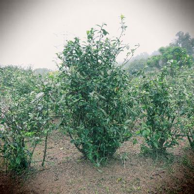 雨中的茶園・鳥聲與蛙鳴