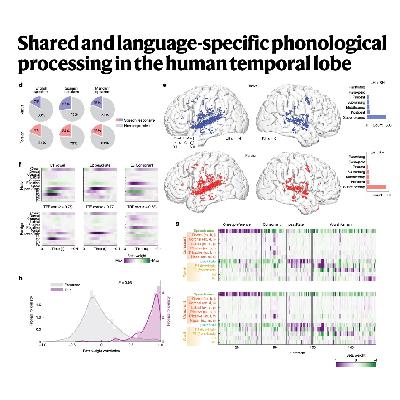 308-Neural Coding of Universal Phonetics and Word Structure 308-Neural Coding of Universal Phonetics and Word Structure