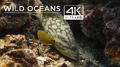 Sea fans, anemones and Jellyfish in 4K Sea fans, anemones and Jellyfish in 4K