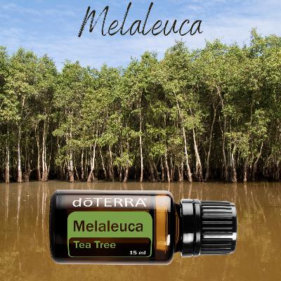 Melaleuca Óleo Essencial