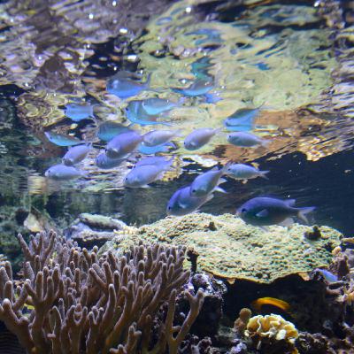 Introduction - L'Aquarium tropical