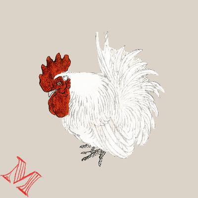 Le chant du coq